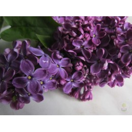 Сирень обыкновенная Прохоровка