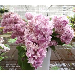 Сирень обыкновенная Радмила