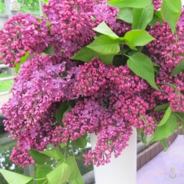 Сирень Анденкен ан Людвиг Шпет