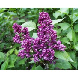 Сирень Шарль Жоли