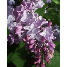 Сирень Эстер Стейли