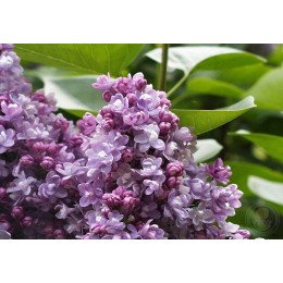 Сирень Катерина Хавемейер