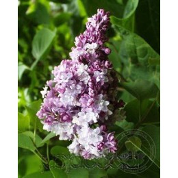 Сирень Мишель Бюхнер