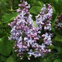 Сирень Президент Греви