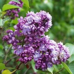 Сирень Президент Пуанкаре