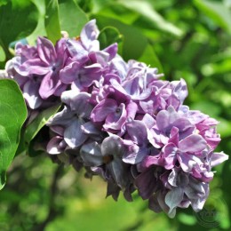 Сирень Президент Пуанкаре