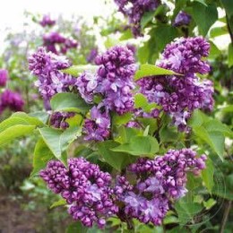 Сирень Президент Пуанкаре