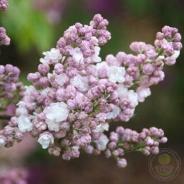 Сирень Рустика