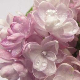 Сирень Рустика