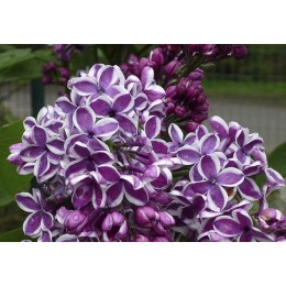 Сирень Сенсация