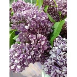 Сирень Алексей Маресьев