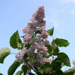 Сирень Гортензия