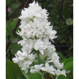 Сирень Защитникам Бреста