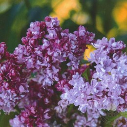 Сирень Колхозница