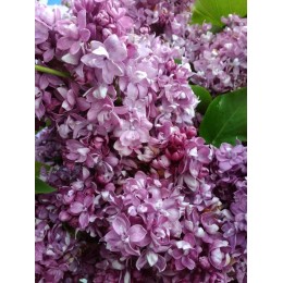 Сирень Колхозница