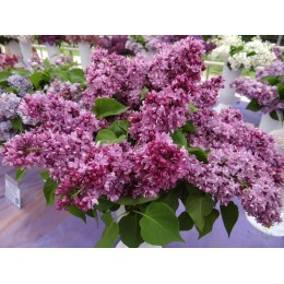 Сирень Колхозница