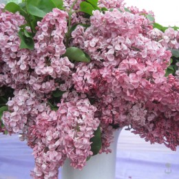 Сирень Мулатка