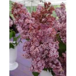 Сирень Мулатка