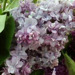 Сирень Надежда