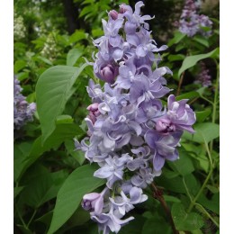 Сирень Небо Москвы