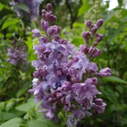 Сирень Небо Москвы