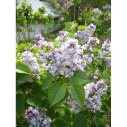 Сирень Небо Москвы