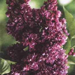 Сирень Огни Донбасса