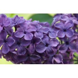 Сирень Сумерки