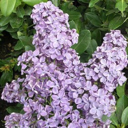 Сирень Сумерки