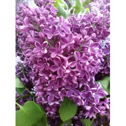 Сирень Сумерки