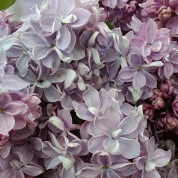 Сирень П.П. Кончаловский