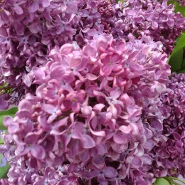 Сирень Радж Капур