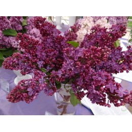 Сирень Анна Шиач