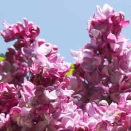 Сирень Де Соссюр