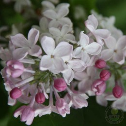 Сирень Невеста