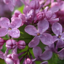 Сирень Вирджиния Беккер