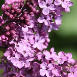 Сирень Аметист-2