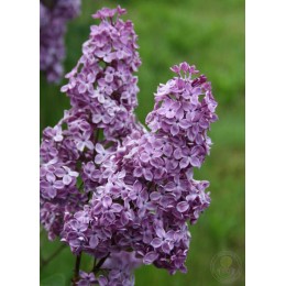 Сирень Эрцгерцог Иоганн