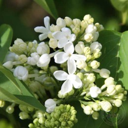 Сирень Кёнигин Луиза