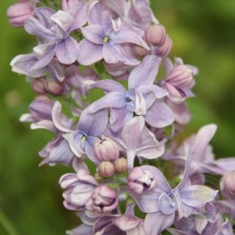 Сирень Добеле Сапнотайс