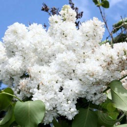 Сирень Генерал Шеридан