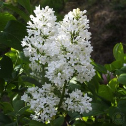 Сирень Мари Легрей