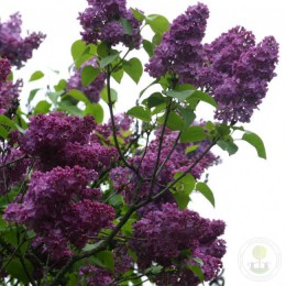 Сирень Маршал Жуков