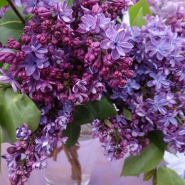 Сирень Виолетта