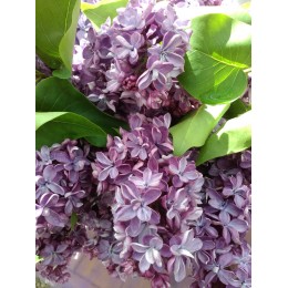 Сирень Виолетта