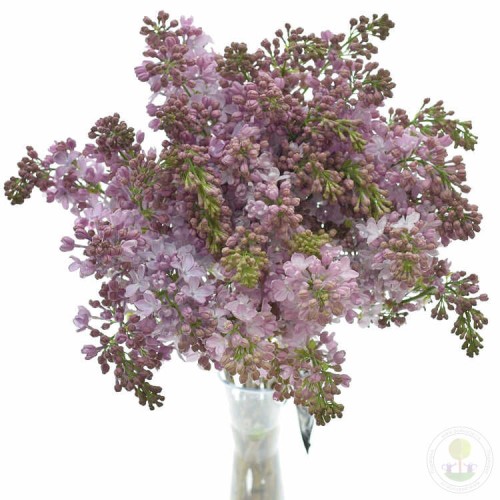 Сирень Лавалиенсис