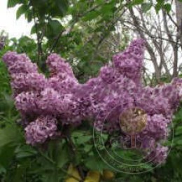 Сирень Академик Курчатов