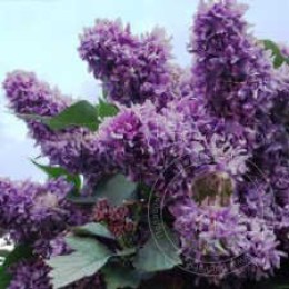 Сирень Василий Теркин