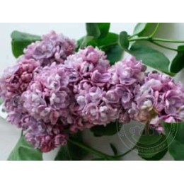 Сирень Катюша