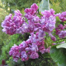 Сирень Катюша